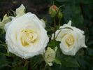 La Paloma rose photo