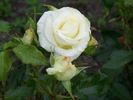 La Paloma rose photo