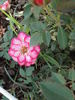 Albuquerque Enchantment rose photo