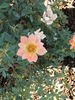 Carmela rose photo