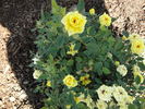 Cinderella Gold ™ rose photo
