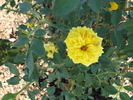 Golden Horizon ™ rose photo