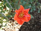 Halo Today rose photo