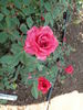 Just For You rose photo