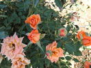 Orange Parfait ™ rose photo