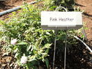Pink Heather rose photo