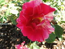 Shadow Dancer rose photo