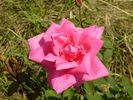 John Henry rose photo