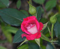 Iced Raspberry ™ rose photo
