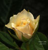 Fortune Cookie ™ rose photo