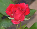 Frankly Scarlet ™ rose photo