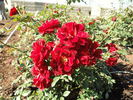 Patriot Song rose photo
