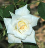 Constellation ™ rose photo