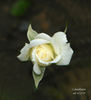 Constellation ™ rose photo