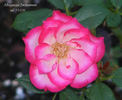 Albuquerque Enchantment rose photo