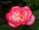 Albuquerque Enchantment rose photo