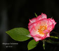 Albuquerque Enchantment rose photo