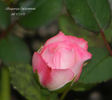 Albuquerque Enchantment rose photo