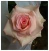 Cajun Moon rose photo