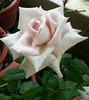 Allure ™ rose photo