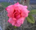 City of Benalla rose photo