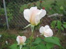 Edina rose photo