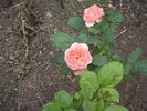 Joy of Health rose photo