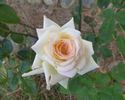 Laguna rose photo