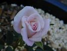 Lillian Morgan rose photo
