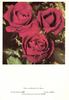Colonel Sharman-Crawford rose photo