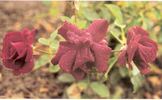 Colonel Sharman-Crawford rose photo
