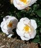 Silken Touch rose photo