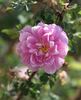 Carnea plena rose photo