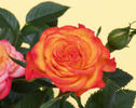 MEIfruije rose photo