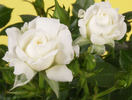 MEIgovin rose photo