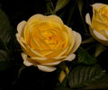 Meiskaille rose photo