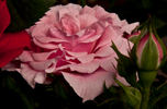 MEItonje rose photo