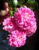 Softee, Softee rose photo