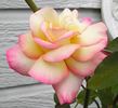 Operetta rose photo