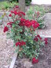Dusky Dancer rose photo