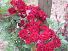 Dusky Dancer rose photo