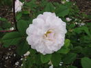 Mrs. John McNab rose photo