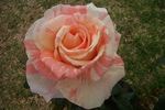 Brindabella Swirl rose photo