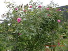 Fragezeichen rose photo