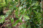 Prior M. Oberthau rose photo