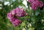 Prior M. Oberthau rose photo