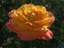 Wilson Rose Garden rose photo