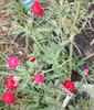 Australian Beauty rose photo