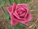 Miss Elvis rose photo