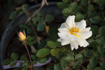 Republic of Texas rose photo